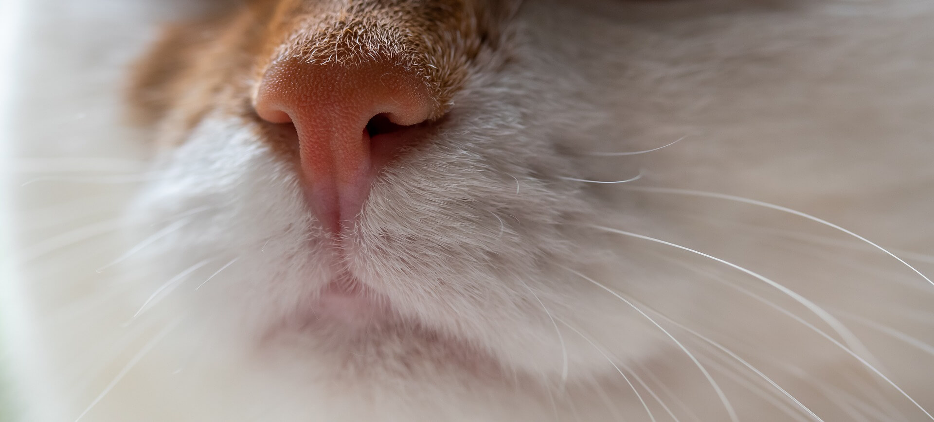 Como medir a temperatura dos gatos