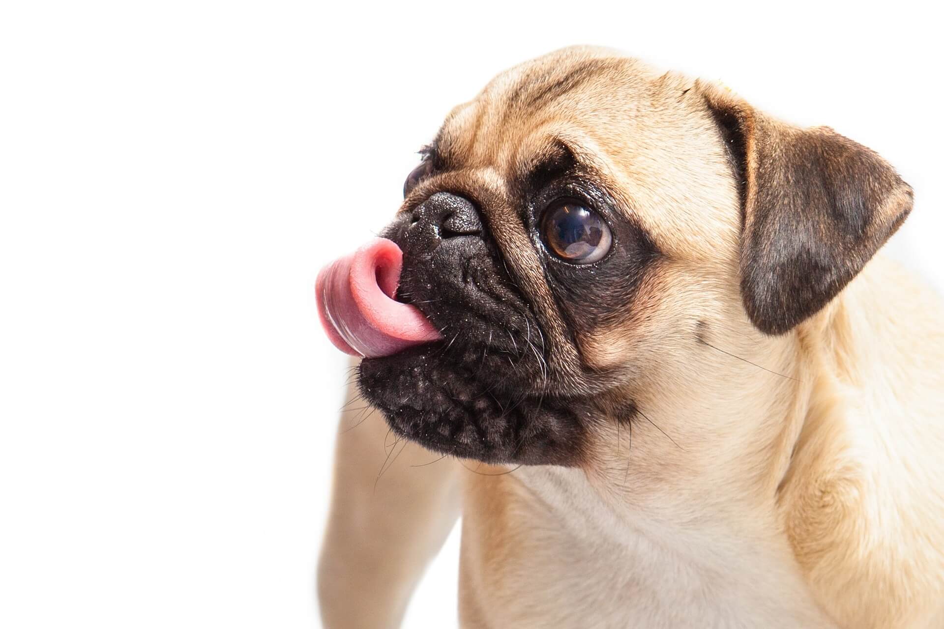 Pug: origem, tamanho e comportamento