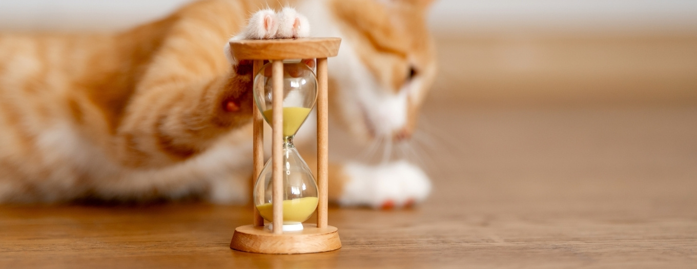 Idade Dos Gatos